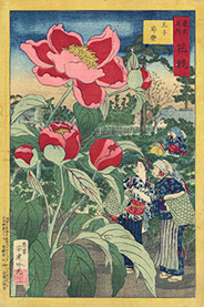 1879(明治12)年　安達吟光　東京名所花競　王子芍薬　佐藤治郎吉版